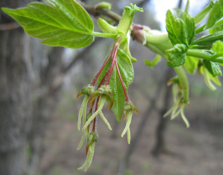 Image of Acer negundo specimen.