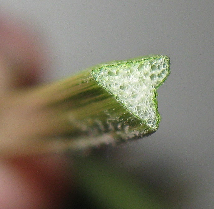 Image of Cyperus rotundus specimen.