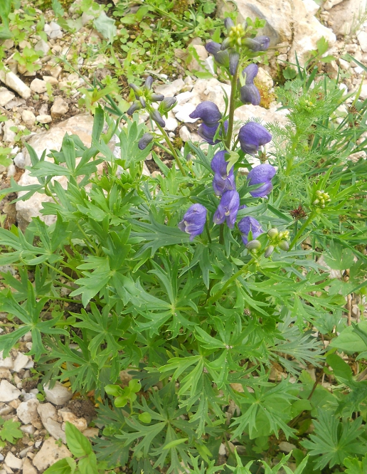 Изображение особи Aconitum firmum.