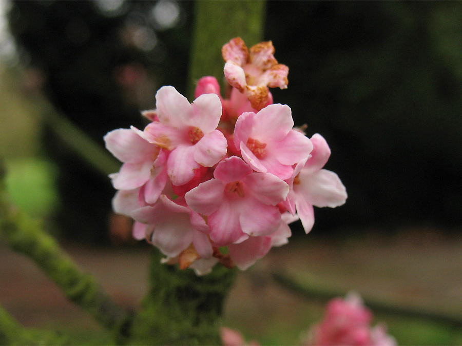 Image of Viburnum &times; bodnantense specimen.