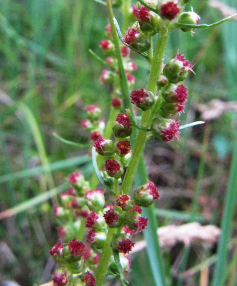 Image of Artemisia commutata specimen.