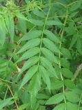 Sorbaria sorbifolia. Лист. Украина, г. Запорожье, пос. Солнечный, возле Института масличных культур. 28.07.2011.