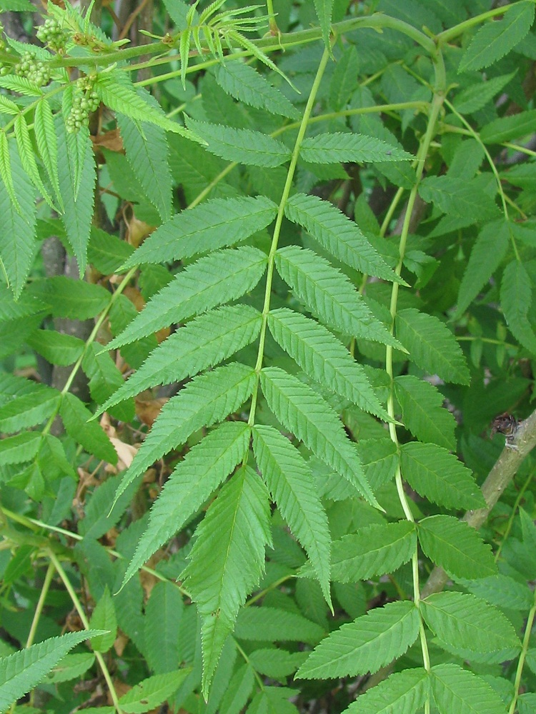 Image of Sorbaria sorbifolia specimen.