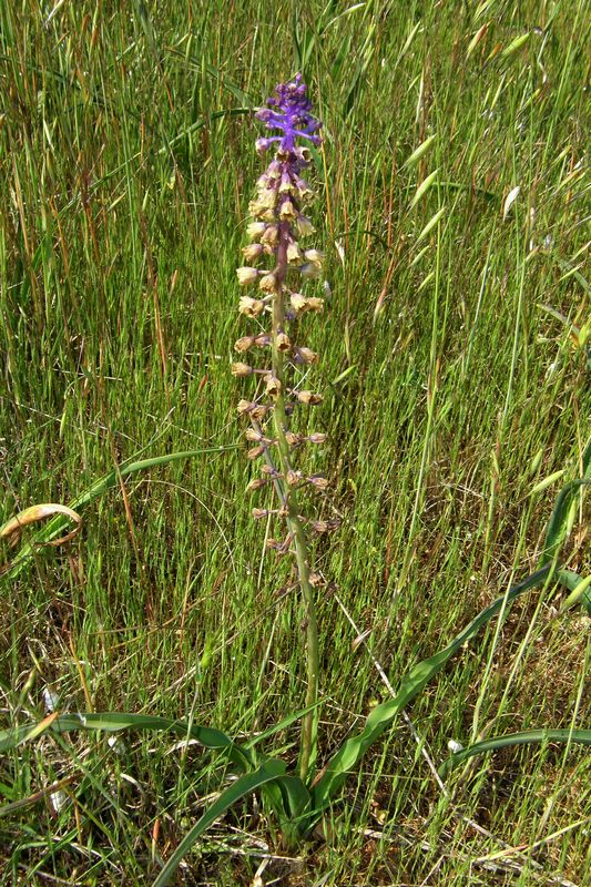 Image of Leopoldia comosa specimen.