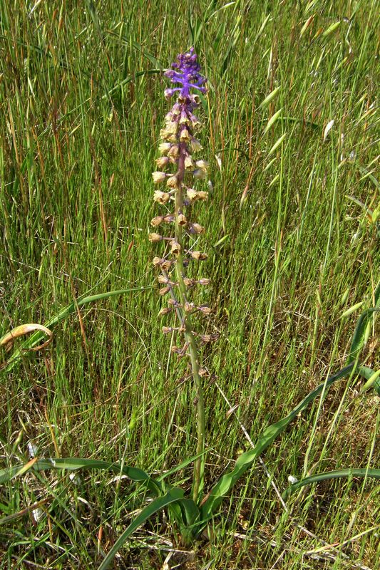 Изображение особи Leopoldia comosa.