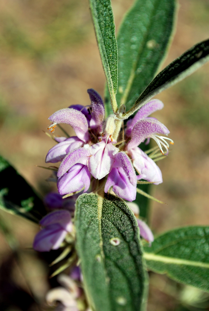 Image of Phlomis regelii specimen.