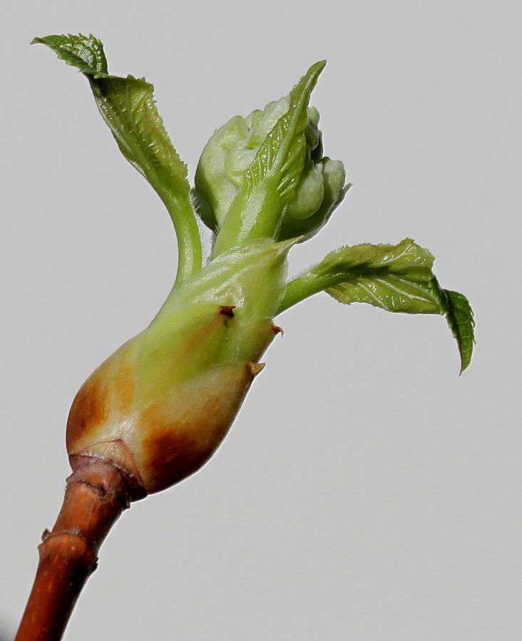 Image of Hydrangea petiolaris specimen.