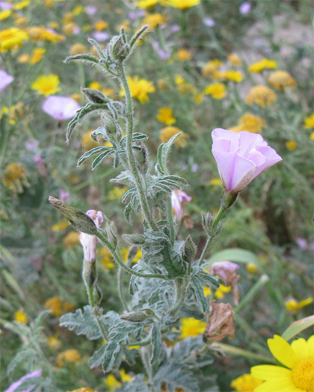 Image of Convolvulus althaeoides specimen.