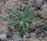Plantago lessingii