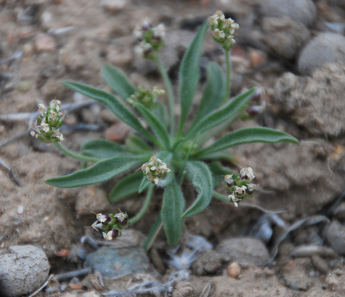 Изображение особи Plantago lessingii.