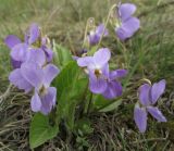 Viola ambigua