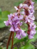 Bergenia pacifica