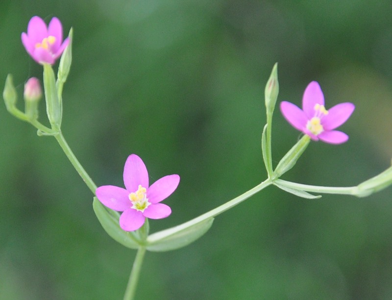 Image of Centaurium tenuiflorum specimen.