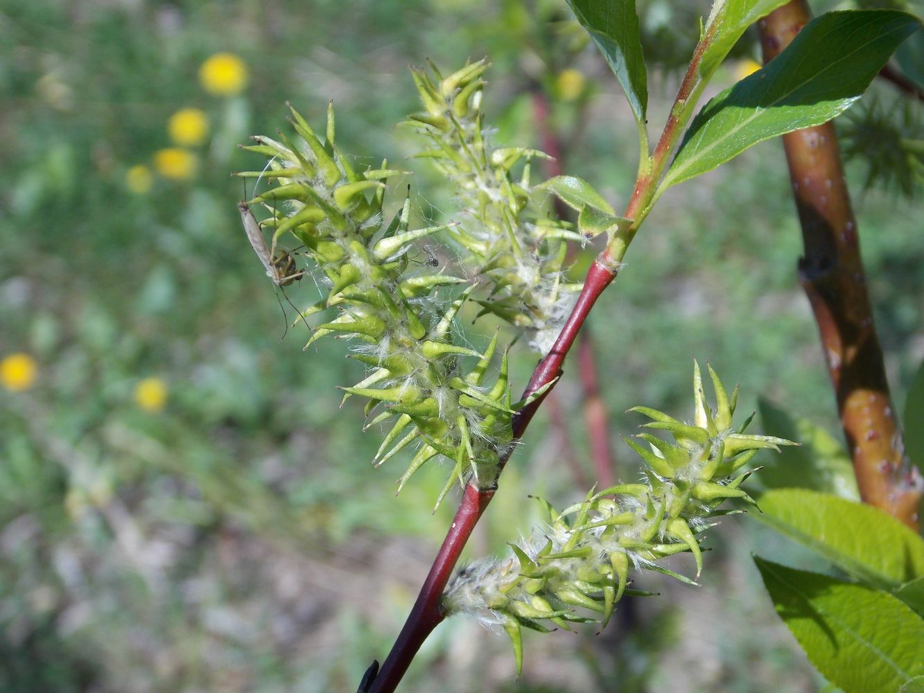 Изображение особи Salix &times; coerulescens.