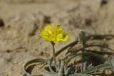 Scorzonera tuberosa. Верхушка растения с соцветием и бутоном. Западный Казахстан, западный чинк плато Устюрт 18 км NNO п. Бейнеу. 04.05.2013.