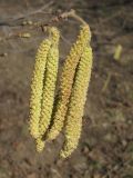 род Corylus