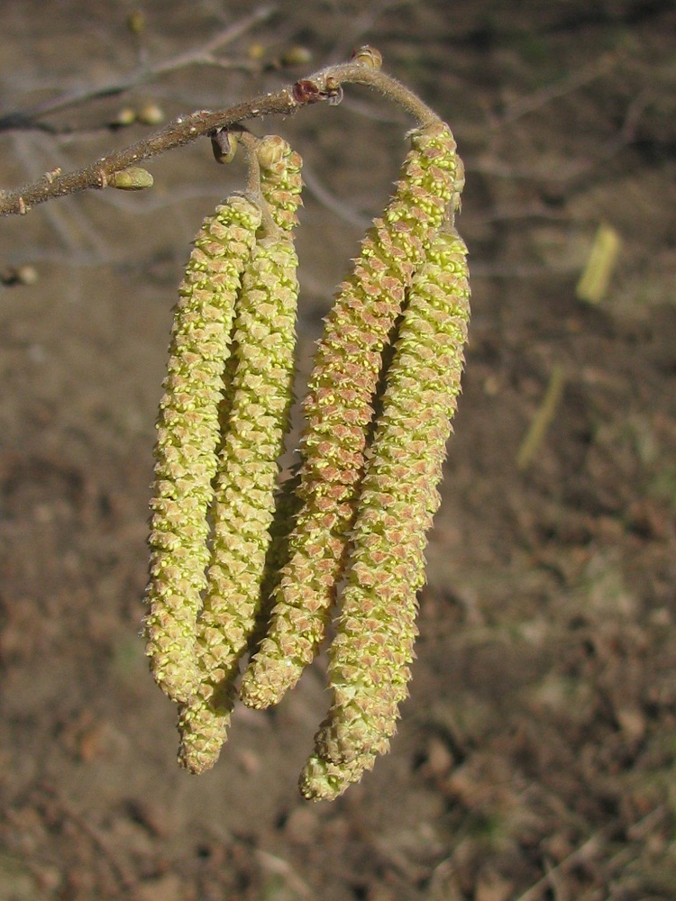 Изображение особи род Corylus.