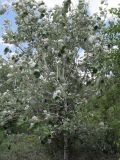 Image of taxon representative. Author is Евгений Пахомов