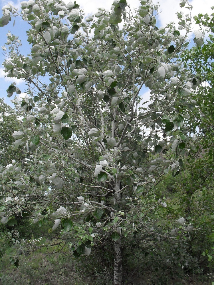 Изображение особи Populus alba.