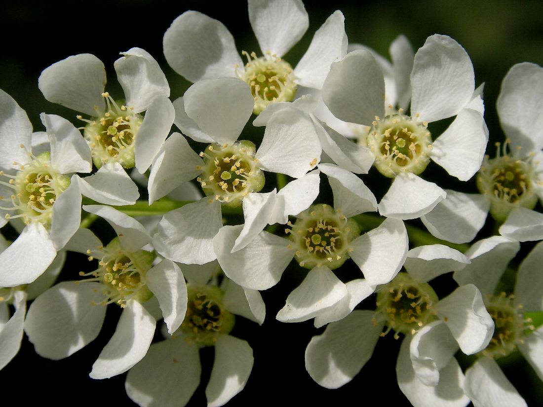 Image of Padus avium ssp. pubescens specimen.
