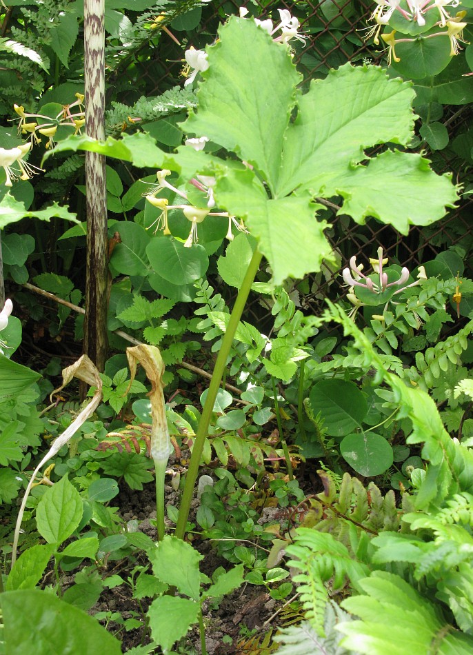 Image of Arisaema amurense specimen.