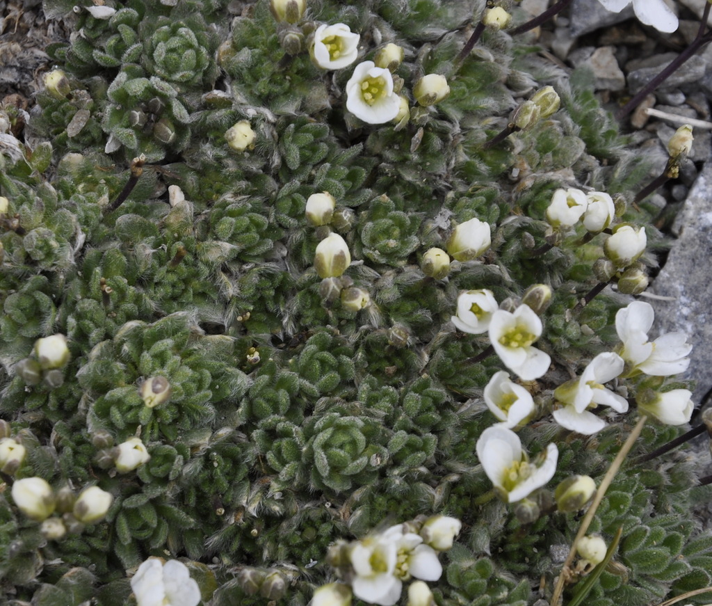 Image of Arabis bryoides specimen.
