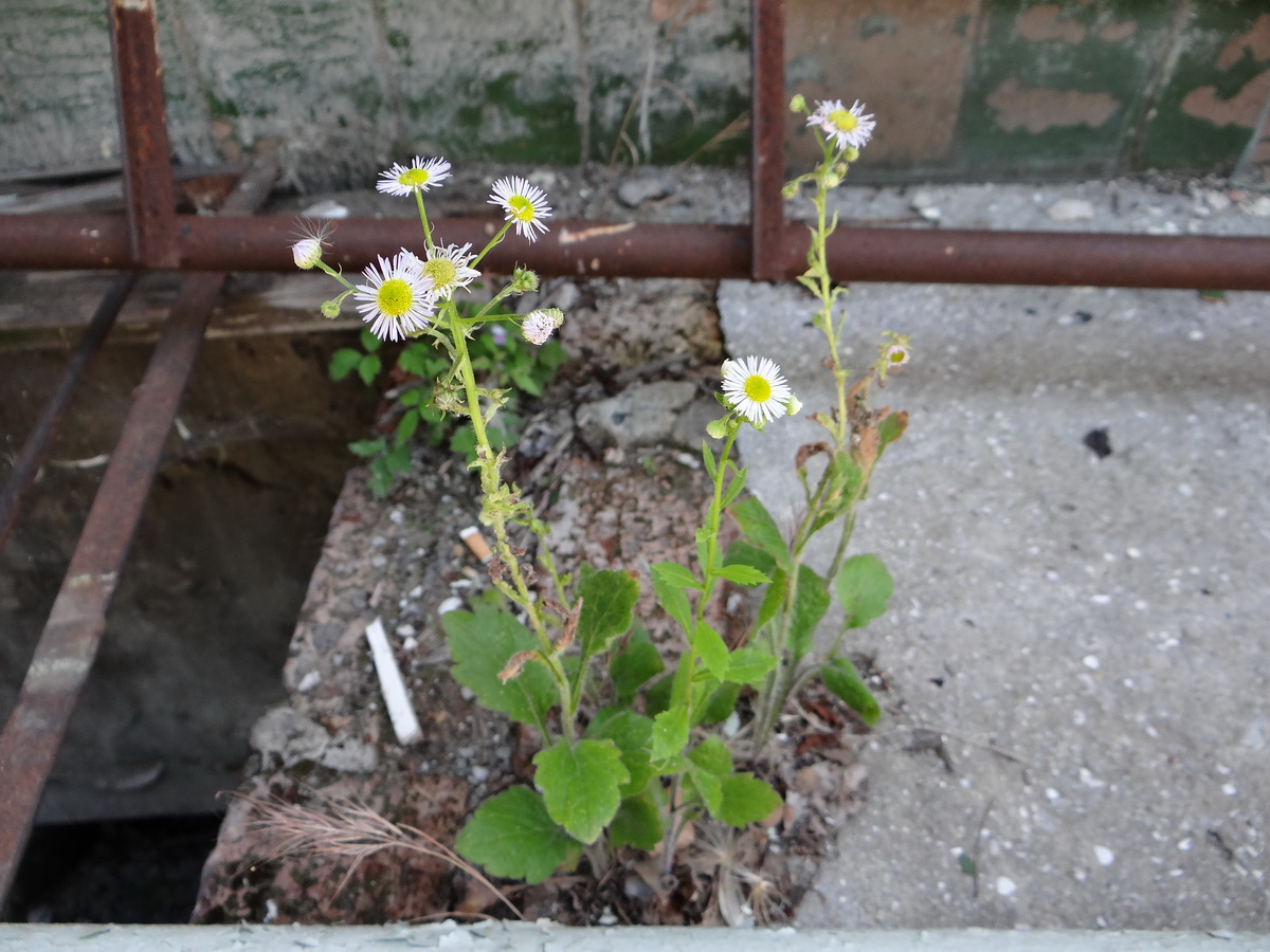 Изображение особи Erigeron annuus.
