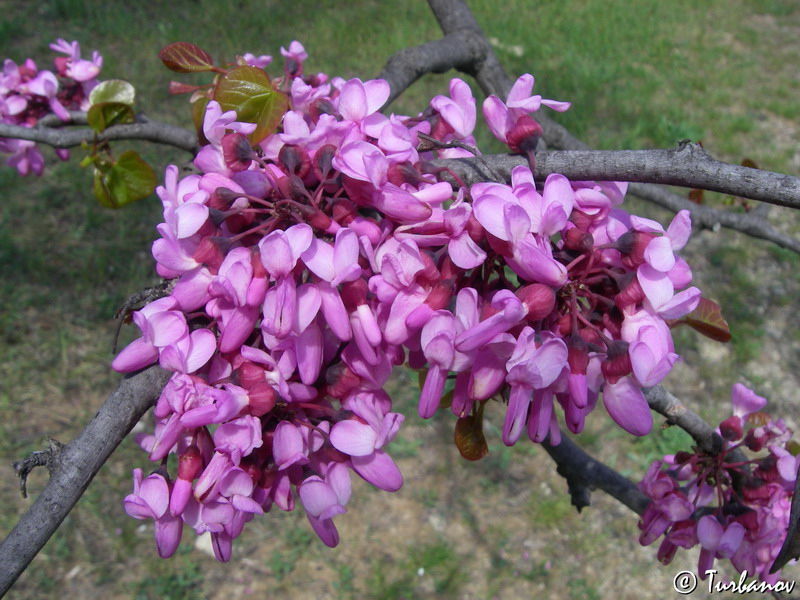 Изображение особи Cercis siliquastrum.