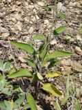 Salvia tomentosa