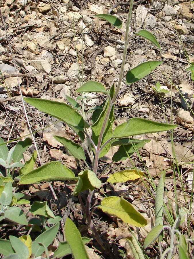 Изображение особи Salvia tomentosa.