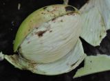 Cerbera odollam