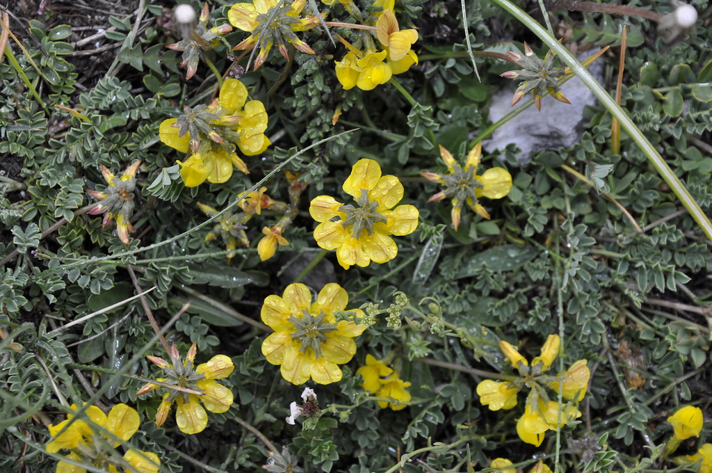 Изображение особи Hippocrepis comosa.