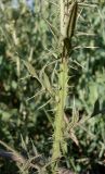 Cirsium vulgare