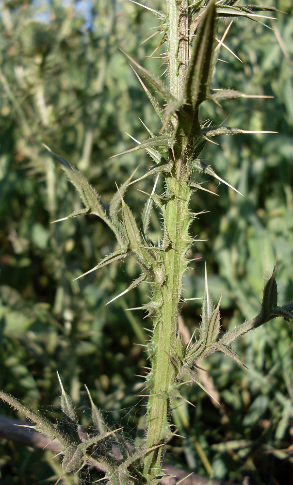 Image of Cirsium vulgare specimen.