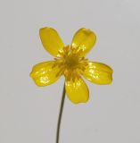 Ranunculus flammula