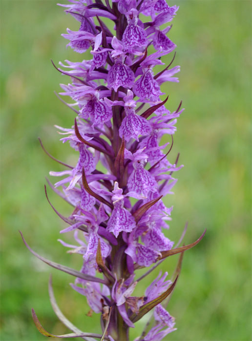 Image of genus Dactylorhiza specimen.