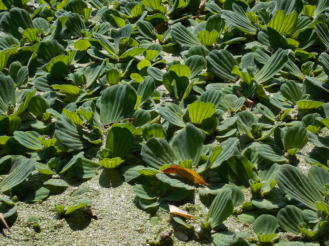 Image of Pistia stratiotes specimen.