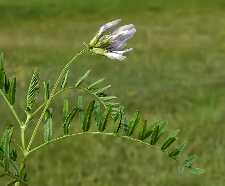 Изображение особи Astragalus agrestis.