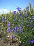 Delphinium consolida