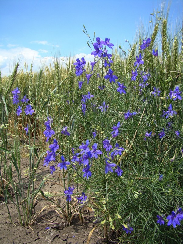 Image of Delphinium consolida specimen.