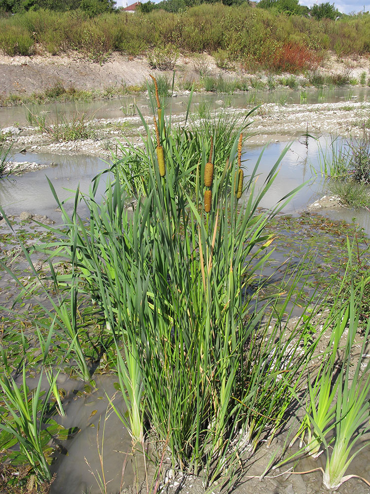 Изображение особи Typha latifolia.