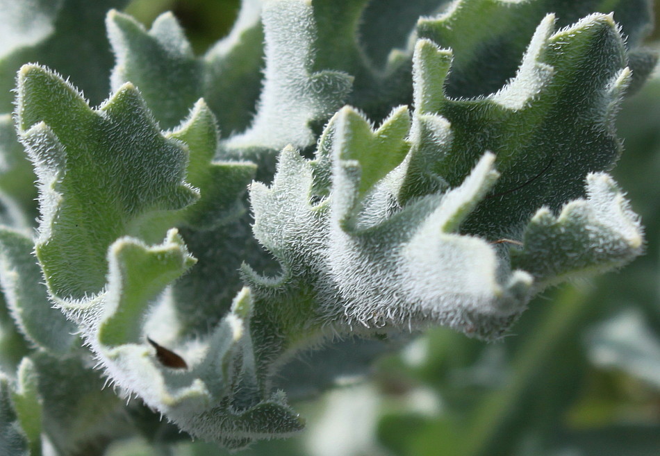 Image of Glaucium flavum specimen.