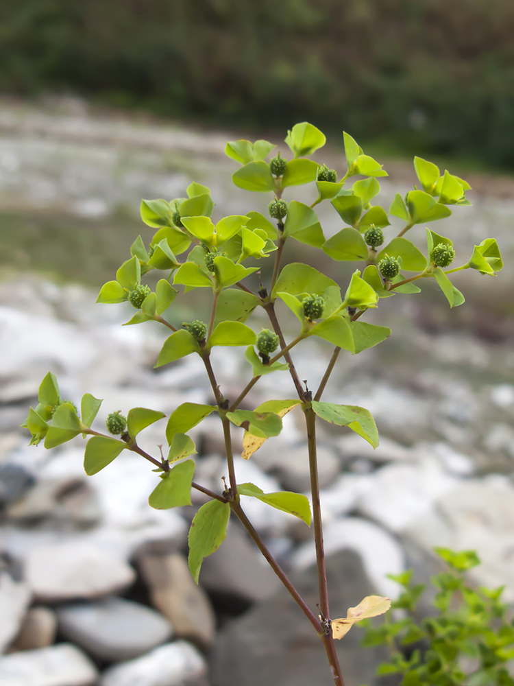 Изображение особи Euphorbia stricta.