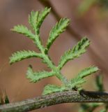 Anthemis tinctoria. Часть стебля с листом. Израиль, Голаны, гора Бенталь. 16.05.2013.