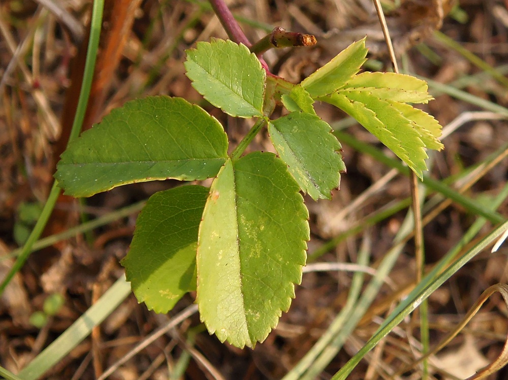 Image of genus Rosa specimen.