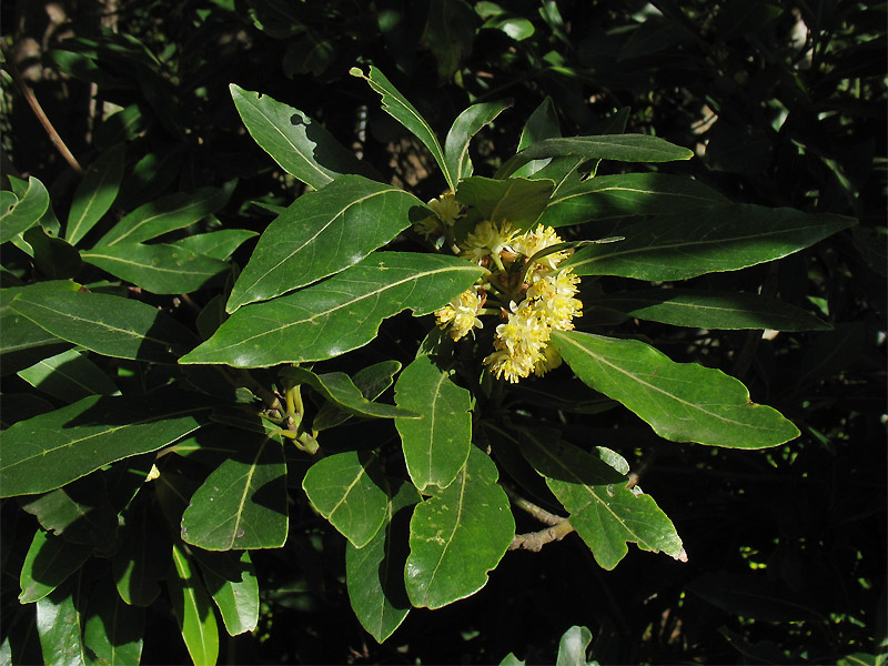 Image of Laurus novocanariensis specimen.