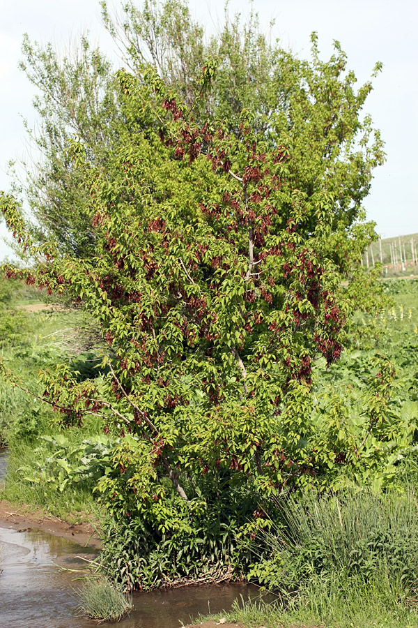 Image of Acer negundo specimen.