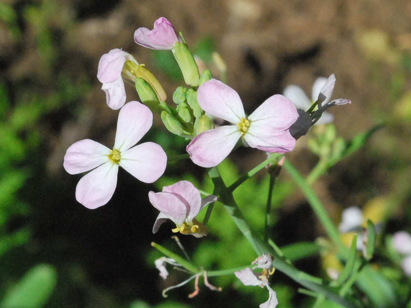 Image of Raphanus sativus specimen.