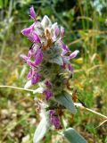 Stachys velata