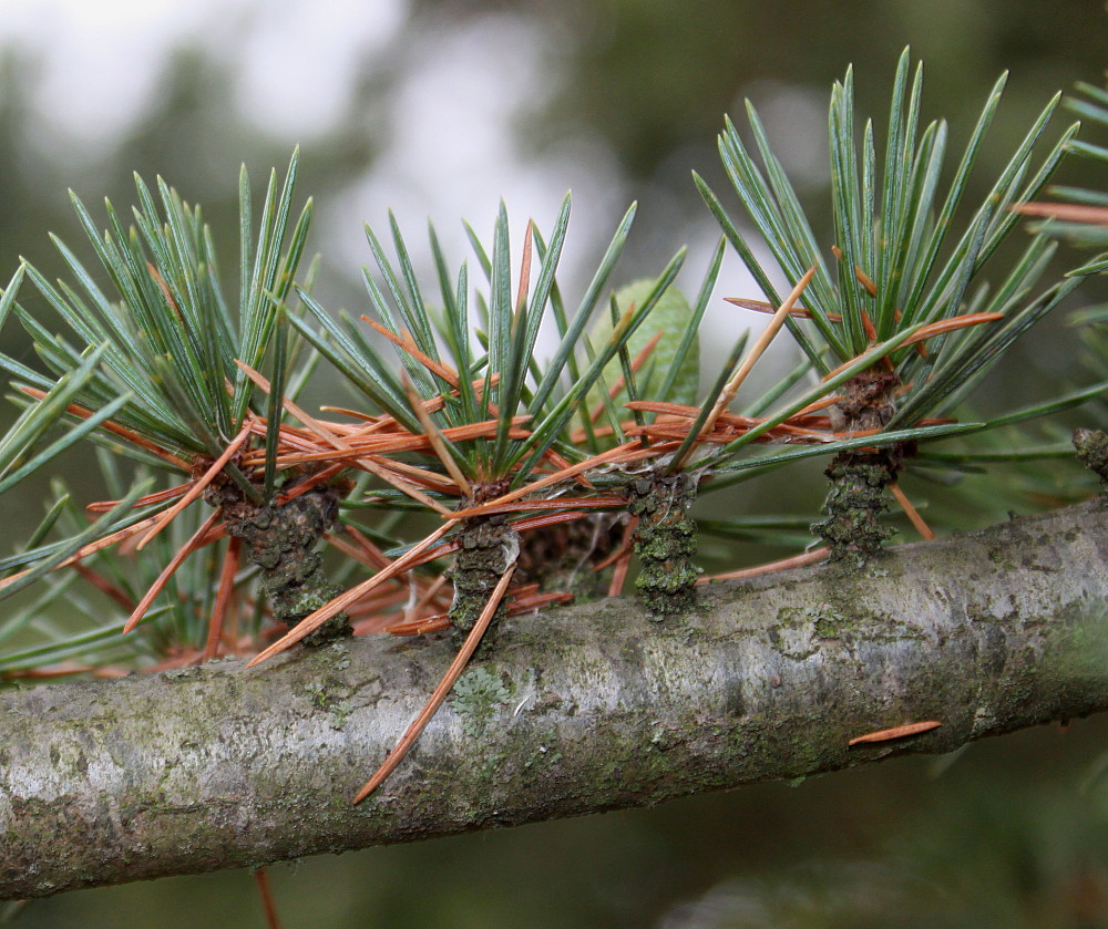 Image of Cedrus libani specimen.